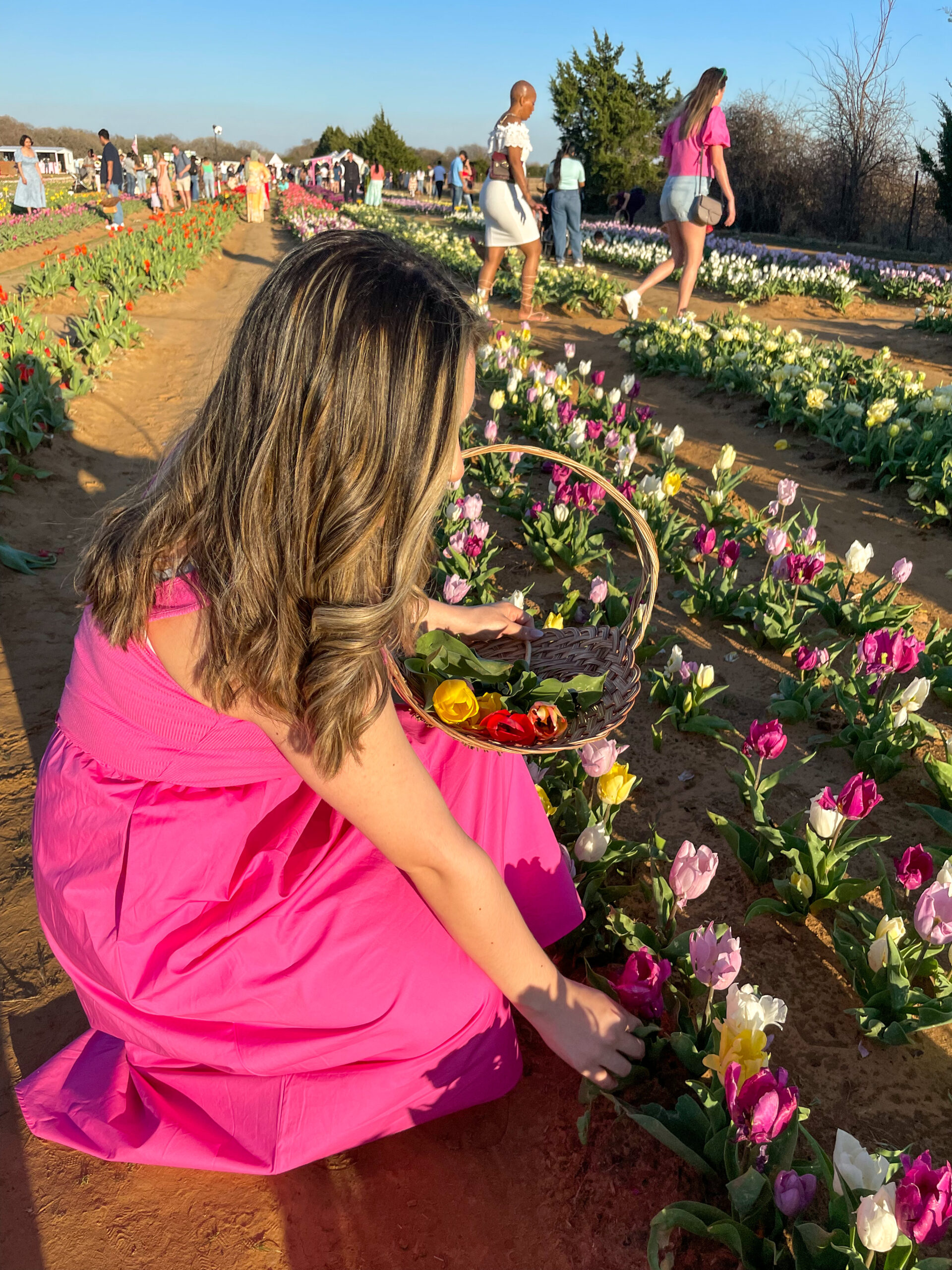 A Guide to Texas Tulips All You Need to Know To Plan Your Visit