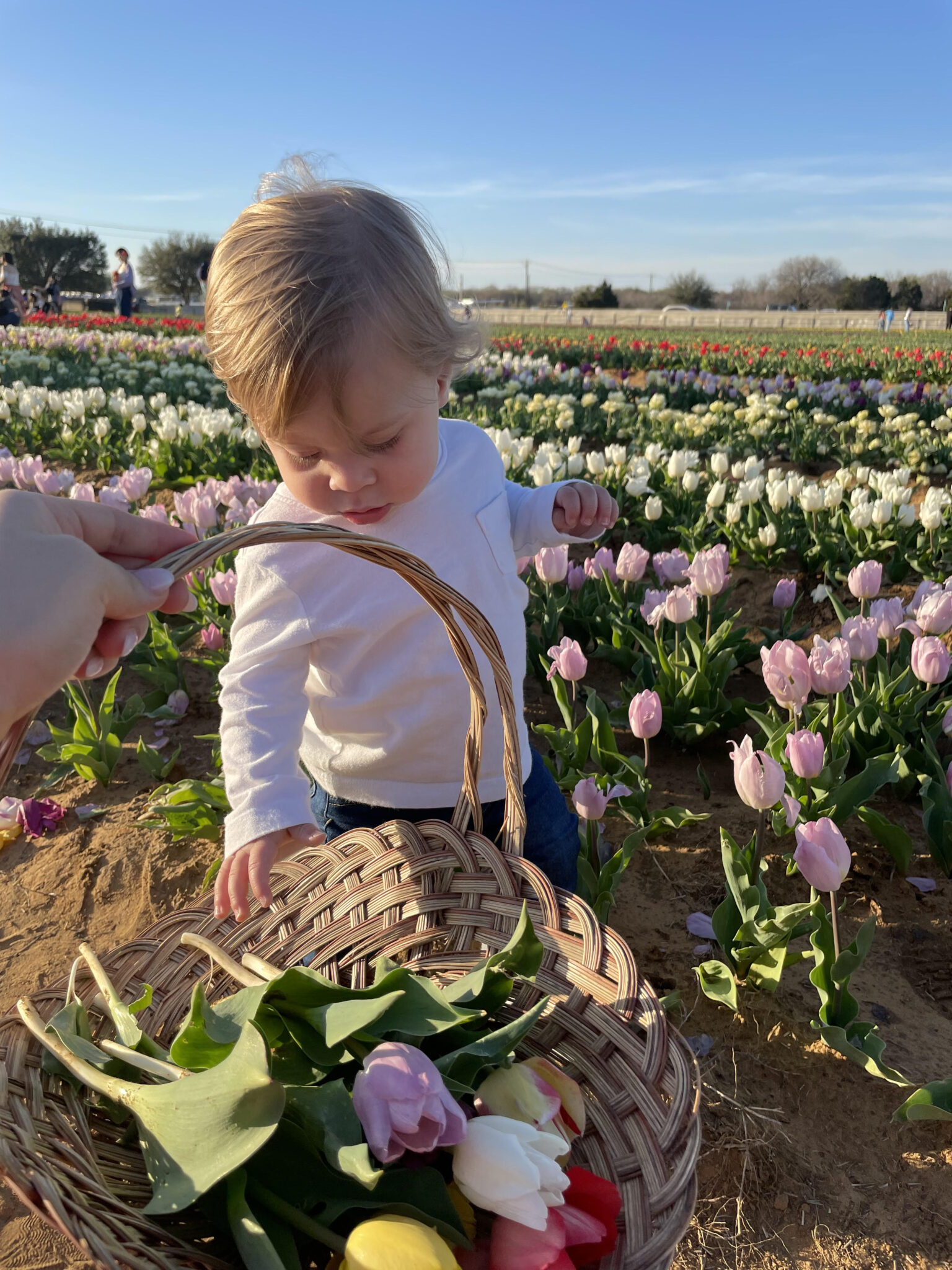 A Guide to Texas Tulips All You Need to Know To Plan Your Visit