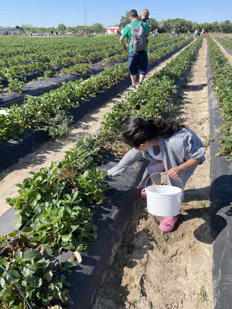 Picking fresh strawberries