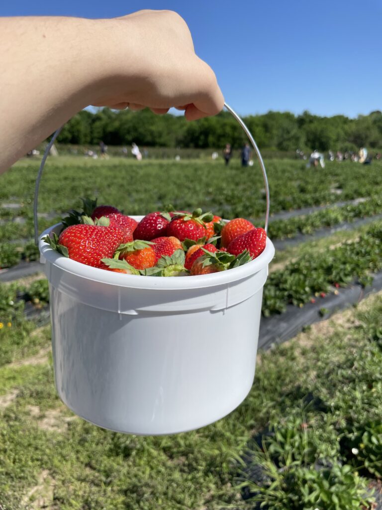 Fresh picked strawberries from Froberg's Farm