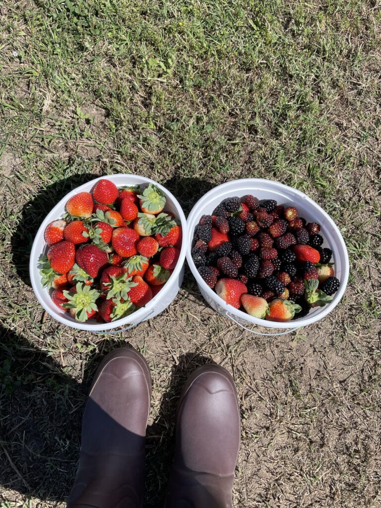 strawberry picking